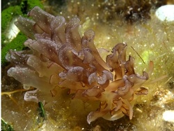 Copyright Borut Furlan, Foto: Susac Island, Kroatien, Adria, Mittelmeer Copyright Borut Furlan, Foto: Susac Island, Kroatien, Adria, Mittelmeer