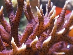 Seriatopora hystrix   Seriatopora hystrix