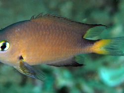 Copyright Dennis Polack, Foto: Amahusu, Ambon Island, Indonesien Copyright Dennis Polack, Foto: Amahusu, Ambon Island, Indonesien