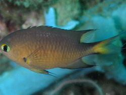 Copyright Dennis Polack, Foto: Amahusu, Ambon Island, Indonesien Copyright Dennis Polack, Foto: Amahusu, Ambon Island, Indonesien