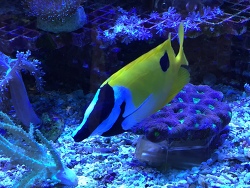 Siganus unimaculatus Siganus unimaculatus