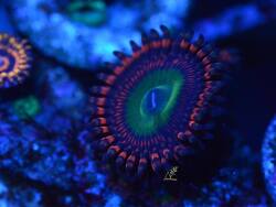 Zoanthus  Zoanthus