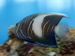 Pomacanthus maculosus - Arabischer Kaiserfisch Pomacanthus maculosus - Arabischer Kaiserfisch