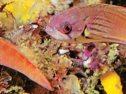 Copyright Dennis King, Foto: KwaZulu-Natal,Süd-Afrika Copyright Dennis King, Foto: KwaZulu-Natal,Süd-Afrika