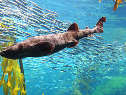 Von Rennett Stowe from USA - shark and fish, CC BY 2.0, https://commons.wikimedia.org/w/index.php?curid=21841451 Von Rennett Stowe from USA - shark and fish, CC BY 2.0, https://commons.wikimedia.org/w/index.php?curid=21841451