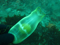 By vagabondvince310 - IMG_1212 - swell shark egg aka mermaid purse, CC BY 2.0, https://commons.wikimedia.org/w/index.php?curid=16424145 By vagabondvince310 - IMG_1212 - swell shark egg aka mermaid purse, CC BY 2.0, https://commons.wikimedia.org/w/index.php?curid=16424145