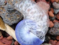 By Rez242 - Own work, Public Domain, https://commons.wikimedia.org/w/index.php?curid=5718897 By Rez242 - Own work, Public Domain, https://commons.wikimedia.org/w/index.php?curid=5718897