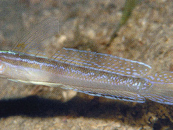 Copyright Dr. Mark V. Erdmann, Calamianes Islands, Männchen Copyright Dr. Mark V. Erdmann, Calamianes Islands, Männchen