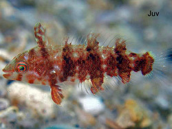 Copyright Judy Townsend,  Shorefishes of the Greater Caribbean online information system Copyright Judy Townsend,  Shorefishes of the Greater Caribbean online information system