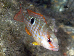 Copyright Judy Townsend,  Shorefishes of the Greater Caribbean online information system Copyright Judy Townsend,  Shorefishes of the Greater Caribbean online information system