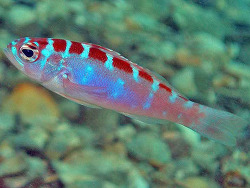 Copyright Judy Townsend,  Shorefishes of the Greater Caribbean online information system Copyright Judy Townsend,  Shorefishes of the Greater Caribbean online information system