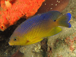 Copyright Jim Garin,  Foto: Shorefishes of the Greater Caribbean online information system Copyright Jim Garin,  Foto: Shorefishes of the Greater Caribbean online information system