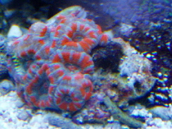 Acanthastrea lorhowensis Rot Acanthastrea lorhowensis Rot