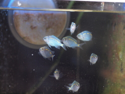 Juvenile Acanthochromis Polyakanthus Juvenile Acanthochromis Polyakanthus