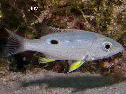 Copyright Jim Garin, Shorefishes of the Greater Caribbean online information system Copyright Jim Garin, Shorefishes of the Greater Caribbean online information system