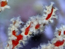 unbek. Krustenanemone - unbek. Krusttenanemone unbek. Krustenanemone - unbek. Krusttenanemone