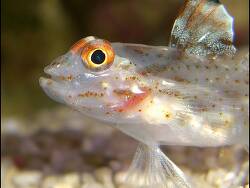 Fusigobius signipinnis   Fusigobius signipinnis