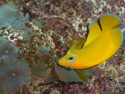Flavissimus Flavissimus