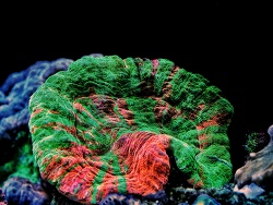 Scolymia australis  Scolymia australis