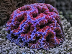 Acanthastrea  Acanthastrea
