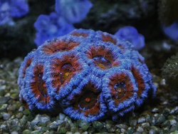 Acanthastrea  Acanthastrea