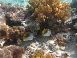 Im Roten Meer Im Roten Meer