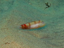 Baía do Sancho, Fernando de Noronha, Juli 2015, ca. 7 cm Baía do Sancho, Fernando de Noronha, Juli 2015, ca. 7 cm