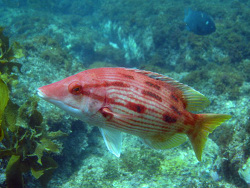 Foto: Mary Anne Island sanctuary, Shark Bay area, Western Australien. 19 Mai 2009  Foto: Mary Anne Island sanctuary, Shark Bay area, Western Australien. 19 Mai 2009