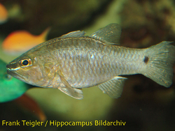 Apogon sangiensis - Sangi-Kardinalbarsch Apogon sangiensis - Sangi-Kardinalbarsch