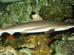 Carcharhinus melanopterus - Schwarzspitzenriffhai Carcharhinus melanopterus - Schwarzspitzenriffhai