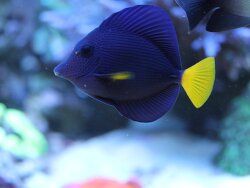 Zebrasoma xanthurum  Zebrasoma xanthurum