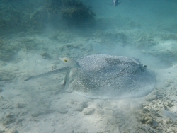 Himantura granulata Himantura granulata