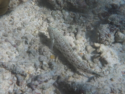 Parapercis hexophtalma, Malediven 2016 Parapercis hexophtalma, Malediven 2016