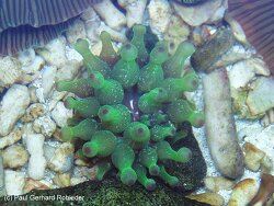 Entacmaea quadricolor - Blasenanemone Entacmaea quadricolor - Blasenanemone