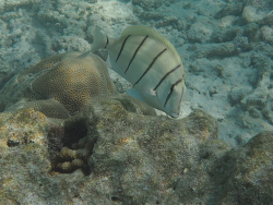 Acanthurus triostegus Gitter-Doktorfisch , Malediven 2016 Acanthurus triostegus Gitter-Doktorfisch , Malediven 2016