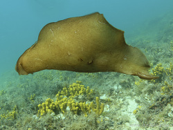 marmorierter Seehase (Aplysia depilans) marmorierter Seehase (Aplysia depilans)