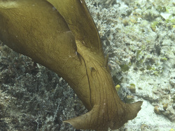 marmorierter Seehase (Aplysia depilans) marmorierter Seehase (Aplysia depilans)