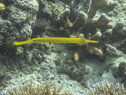 Pazifischer Trompetenfisch (Aulostomus chinensis) Pazifischer Trompetenfisch (Aulostomus chinensis)
