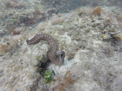 Muraena helena Muraena helena