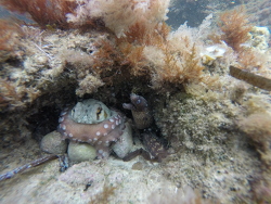 Muraena helena Muraena helena