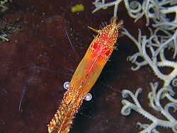 Leander plumosus - Felsengarnele (Borstengarnele) Leander plumosus - Felsengarnele (Borstengarnele)