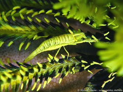 Periclimenes amboinensis - Haarstern Partnergarnele Periclimenes amboinensis - Haarstern Partnergarnele