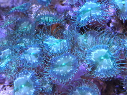 Protopalythoa sp. 10 Protopalythoa sp. 10