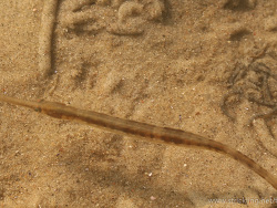 Große Seenadel (Syngnathus acus) Große Seenadel (Syngnathus acus)