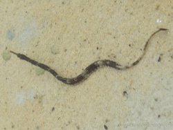 Große Seenadel (Syngnathus acus) Große Seenadel (Syngnathus acus)