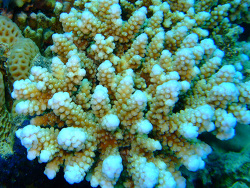 Acropora plantaginea Acropora plantaginea