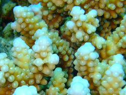 Acropora plantaginea Acropora plantaginea