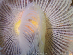 glatter Kalkröhrenwurm (Protula tubularia) glatter Kalkröhrenwurm (Protula tubularia)