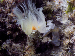 glatter Kalkröhrenwurm (Protula tubularia) glatter Kalkröhrenwurm (Protula tubularia)