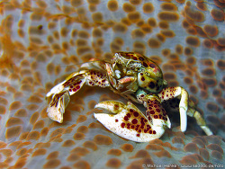 Neopetrolisthes oshimai - Oshimas Porzellankrebs  -  Oktober 2006 - Indonesia - North-Sulawesi - P. Bangka - Canon DIGITAL IXUS 700 Neopetrolisthes oshimai - Oshimas Porzellankrebs  -  Oktober 2006 - Indonesia - North-Sulawesi - P. Bangka - Canon DIGITAL IXUS 700